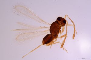 Th1174-0 luna mps F2  1-0.jpg