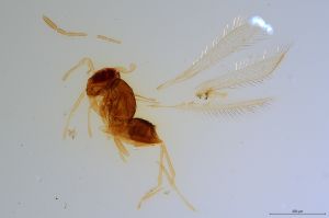 Th1177-0 luna mps F2  0-0.jpg