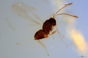 Th1181-0 luna F2  2-1.jpg