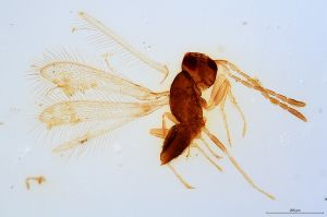 Th1184-0 luna mps F2 0-0.jpg