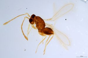 Th1185-0 luna mps F2  0-0.jpg