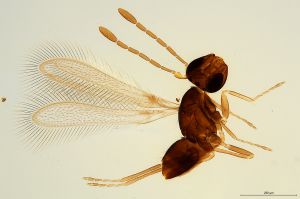 Th1197-0 luna mps F2-0-0.jpg