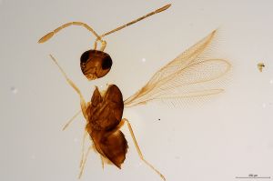 Th1268-0 luna mps F2  0-0.jpg