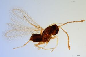 Th1287-0 luna mps F2  0-0.jpg