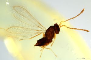 Th1293-0 luna mps F2  0-0.jpg