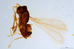 Th1296-0 luna mps F2  0-0.jpg