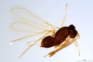 Th1297-0 luna mps F2  1-0.jpg