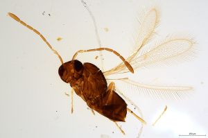 Th1298-0 luna mps F2  1-1.jpg