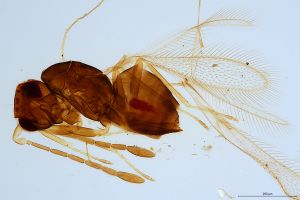 Th1300-0 luna mps F2  1-1.jpg