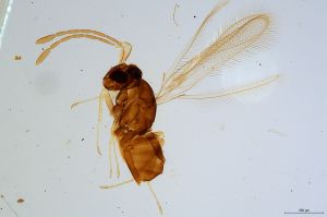 Th1305-0 luna mps F2  1-1.jpg