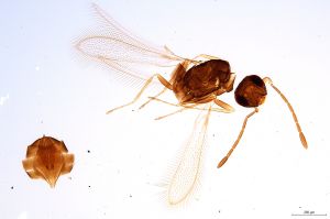 Th1308-0 luna mps F2  2-1.jpg