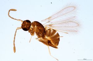 Th1309-0 luna mps F2-0-0.jpg