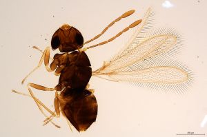 Th1316-0 luna mps F2  0-0.jpg