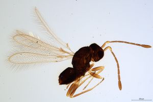 Th1317-0 luna mps F2  1-1.jpg