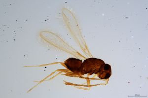 Th1319-0 luna mps F2  0-0.jpg