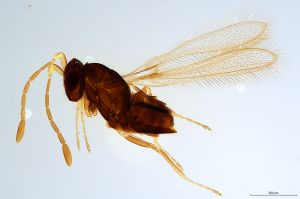 Th1327-0 luna mps F2  2-0.jpg