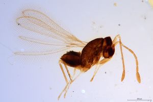 Th1329-0 luna mps F2  0-0.jpg