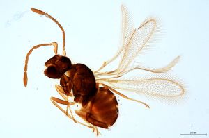 Th1430-0 luna   F2 2-1.jpg