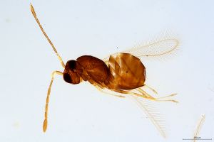 Th2442-0 luna F2-2-0.jpg