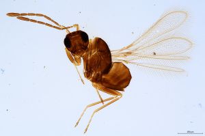 Th2462-0 luna mps F2-2-0.jpg