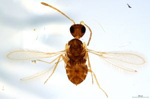 Th2467-0 luna F2-0-0.jpg