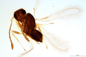 Th2468-0 luna F2-0-0.jpg