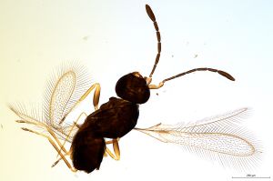 Th2469-0 luna mps F2  0-0.jpg