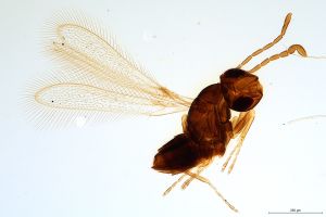 Th2477-0 luna mps F2  2-0.jpg