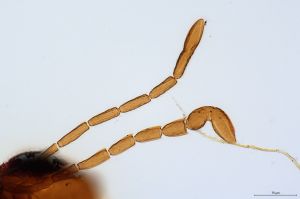 Th2477-0-1 luna torz csáp.jpg