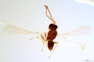 Th2526-0 luna mps F2-1-1.jpg