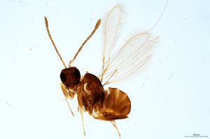 Th2786-0 luna mps  F2-half-0.jpg