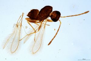 Th2787-0 luna mps F2-half-0.jpg