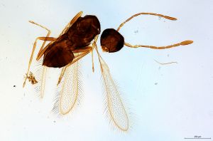 Th2788-0 luna mps F2-2-0.jpg