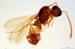 Th2789-0 luna mps F2-2-0.jpg