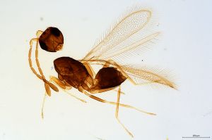 Th2792-0 luna mps F2  2-0, M1 shorter M2.jpg