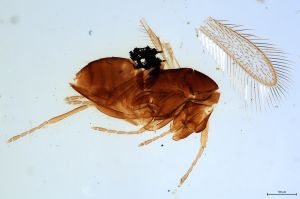 Th3548-0-1 luna mps F2-0-0 very short.jpg