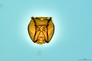 Th3305-0 luna, ex Polydrusus prasinus.png