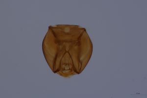 Th3939-0 luna ex. Polydrusus prasinus.jpg