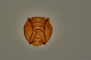 Th3940-0 luna ex. Polydrusus prasinus.jpg