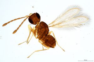 Th573-0 luna-silesicus F4-2-2.jpg