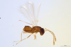 Th574-0 silesicus  F4-1-1.jpg