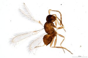 Th575-0 luna-silesicus F4-1-1.jpg