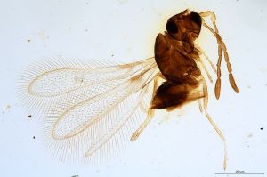 Th1179-0 luna-silesicus.jpg