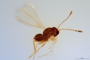 Th1288-0 luna-silesicus.jpg