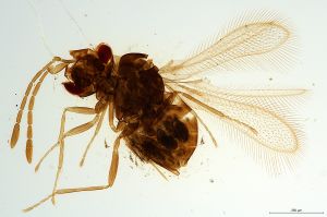 Th1616-0 luna-silesicus.jpg