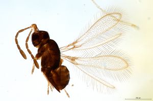 Th2749-0 luna-silesicus F4-2-1.jpg