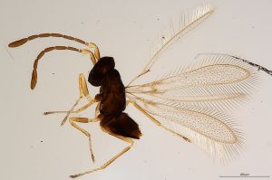 Th2761-0 luna-silesicus F2-1-1.jpg