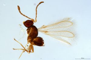 Th3664-0 luna-silesicus F2-1-1.jpg