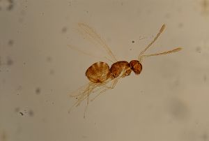 Th1566-1 lunnai cf.jpg