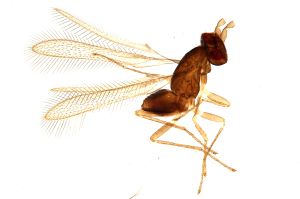 Th1575-0 lunnai Ptype.jpg